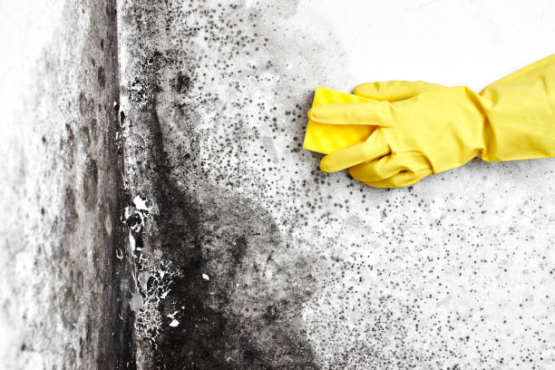 Best Crawl Space Mold Removal  in Rio Linda, CA
