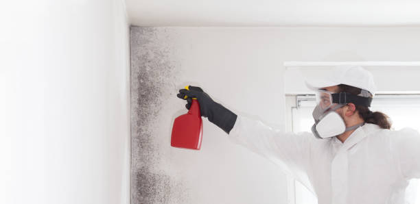 Best Certified Mold Removal  in Rio Linda, CA