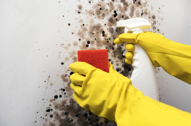 Best Commercial Mold Removal  in Rio Linda, CA