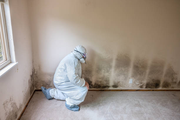 Best Toxic Mold Removal  in Rio Linda, CA
