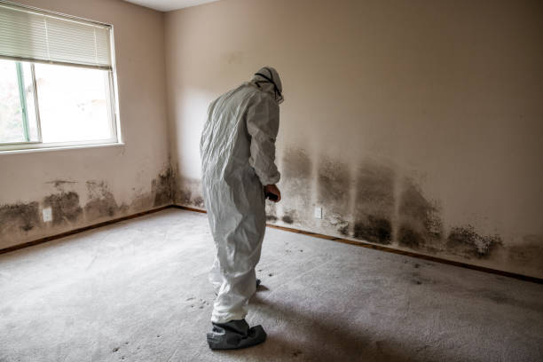 Best Attic Mold Removal  in Rio Linda, CA