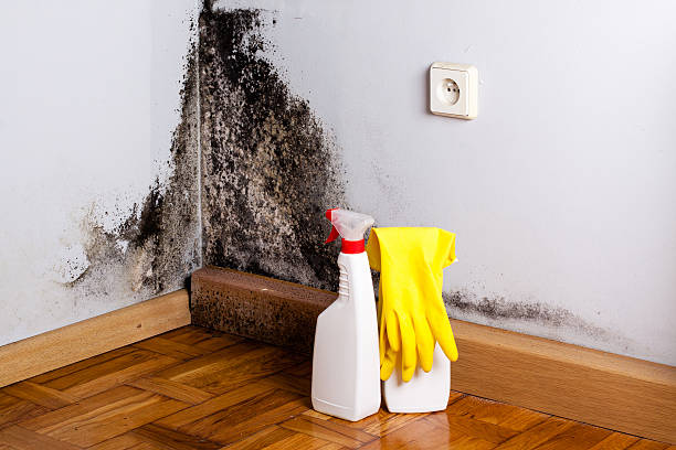 Best Home Mold Removal  in Rio Linda, CA