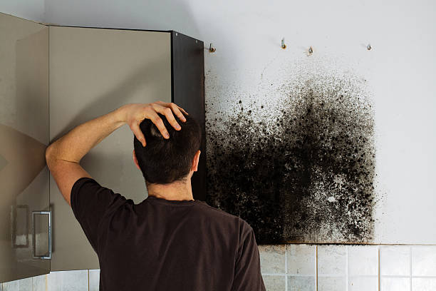 Best Mold Remediation  in Rio Linda, CA