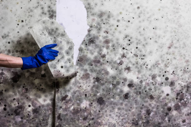 Trusted Rio Linda, CA Mold Removal Experts
